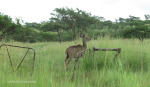 Wagendrift Dam - Estcourt - kudu in reserve. (1)