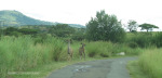 Wagendrift Dam - Estcourt - kudu in reserve. (2)