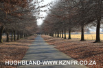Fordoun-entrance-avenue-of-trees-1