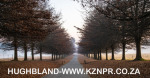 Fordoun-entrance-avenue-of-trees-13