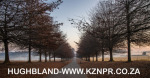 Fordoun-entrance-avenue-of-trees-14