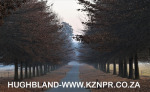 Fordoun-entrance-avenue-of-trees-15