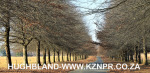 Fordoun-entrance-avenue-of-trees-17