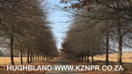 Fordoun-entrance-avenue-of-trees-18