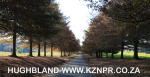 Fordoun-entrance-avenue-of-trees-2
