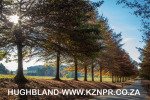 Fordoun-entrance-avenue-of-trees-20