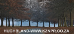 Fordoun-entrance-avenue-of-trees-21