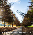 Fordoun-entrance-avenue-of-trees-22