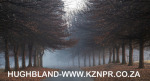Fordoun-entrance-avenue-of-trees-23