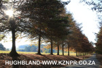 Fordoun-entrance-avenue-of-trees-3