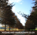 Fordoun-entrance-avenue-of-trees-5