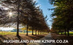 Fordoun-entrance-avenue-of-trees-7