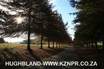Fordoun-entrance-avenue-of-trees-8