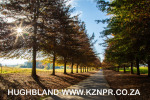 Fordoun-entrance-avenue-of-trees-9