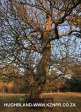 Fordoun-princess-Eugenie-oak-tree-1