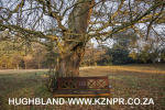 Fordoun-princess-Eugenie-oak-tree-3