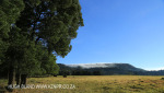Lions Bush pastures (4)