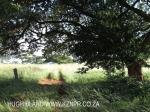 Geluksburg Cemetery Graves - overview (4)