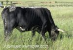 Geluksburg Town Lawnmowers (1)