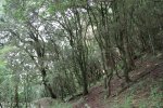 giants-castle-bushman-paintings-forest