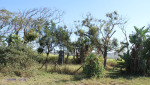 Fort Chelmsford - R102 - North  of Ginginhlovu   (2)
