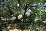 Wasbank - Manor House - De Jager - Gardens (3)