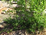 Greytown Cemetery - Grave - Johannes van Rooyen