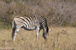 Harold Johnson Nature Reserve - Tugela - Zebra (3)