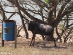 Hazelmere Dam - Umsinsi Reserve -  Wildebeeste