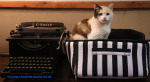 Hilldrop-cat