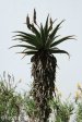 hilton-college-aloe