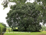 Hilton  The Cottage (4)