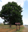 Himeville-Plaque-line-of-trees-19703