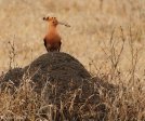 Hluhluwe - Birds - African Hoepoe (1)