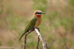 Hluhluwe - Birds - Bee eater (7)