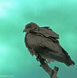 Hluhluwe - Birds - Brown eagle