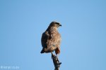 Hluhluwe - Birds - Eagle
