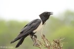Hluhluwe - Birds - Pied Crow