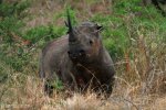 Hluhluwe - Black Rhino (2)