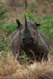Hluhluwe - Black Rhino (3)