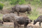 Hluhluwe - Buffalo & white rhino wallow