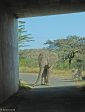 Hluhluwe - Elphant bull in link road tunnel