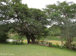 Hluhluwe - Hluhluwe dam & picnic site (2)