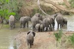 Hluhluwe - Munywaneni Bush Lodge - elephant in river