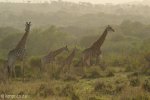 Hluhluwe - giraffe (2)