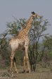 Hluhluwe - giraffe (3)