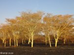 Hluhluwe - Fever tree forest N2 (2)
