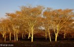 Hluhluwe - Fever tree forest N2 (3)