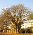 Hluhluwe -  NG Kerk - S28.01.02 E 32.16.04 Elev 122m (4)