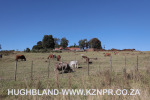 Midmar-farm-2